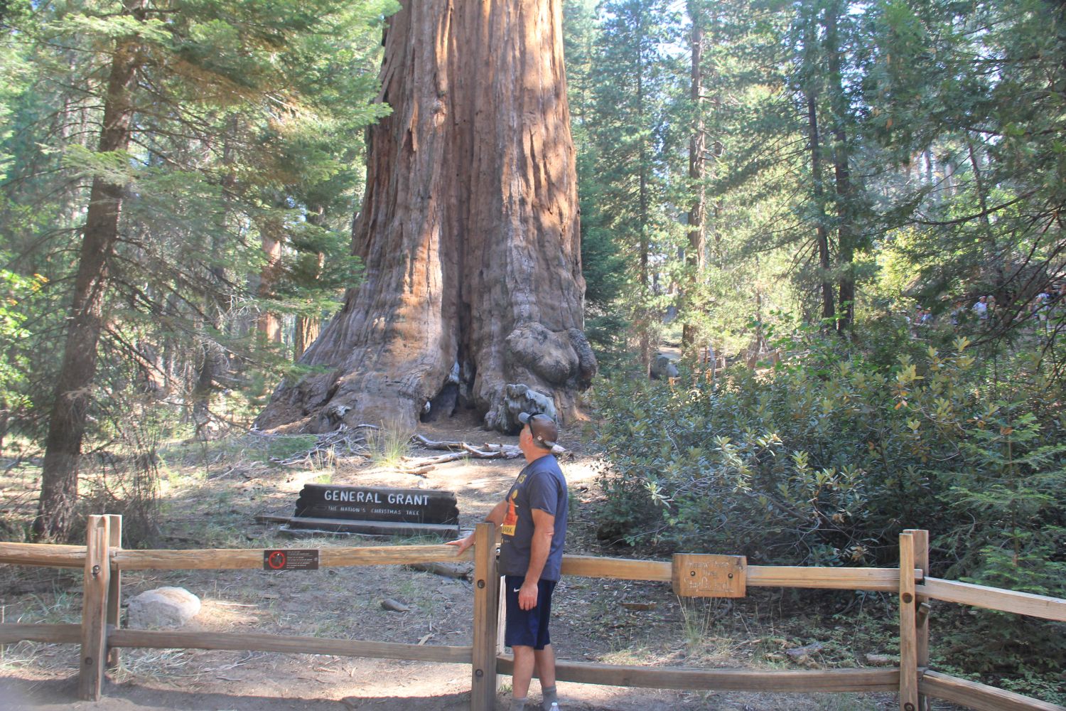 General Grant Tree 